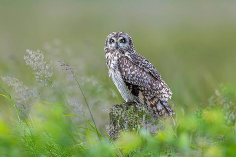 Short-eared owl (Asio flammeus) adult perched on old wooden fence post along field in late spring,