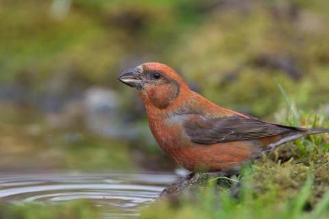Common crossbill (Loxia curvirostra) adult male bird at a woodland water drinking pool, England,
