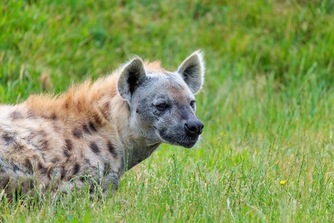 A fully grown male spotted hyena (Crocuta crocuta) lying in a green meadow, observing something.