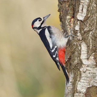 Great Spotted Woodpecker (Dendrocopus major), male, foraging on the trunk of a silver birch (Betula
