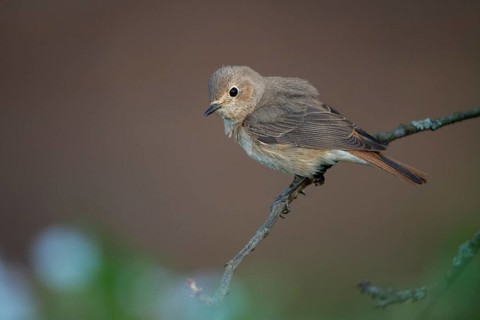 Garden redtail, Phoenicurus phoenicurus, redstart, birds, female, garden birds, passeri, songbirds,