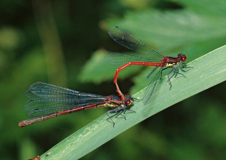 Adonis dragonfly, early Adonis dragonfly, large red damselfly, Pyrrhosoma nymphula, couple,