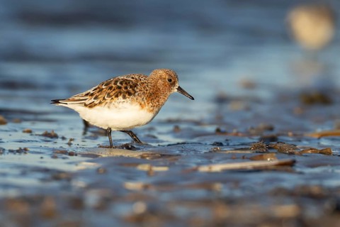 Sanderling (Calidris alba) adult wading bird in summer plumage on a beach, Norfolk, England, United
