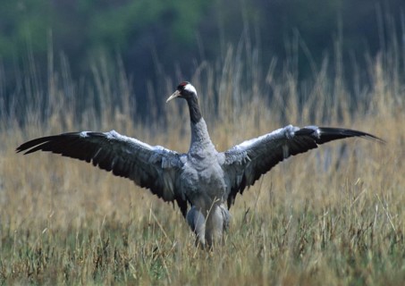 Crane, grus grus, crane, courtship, courtship display, grebe, gruidae, gruiformes, crane birds,