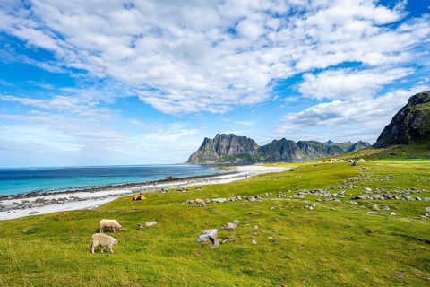 Sheep in a green meadow, coast and sandy beach of Uttakleiv, Vestvågøya, Lofoten, Nordland, Norway