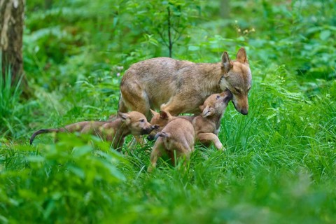 Young wolves play with their mother, Sommer, in the green forest floor, Wolf (Canis lupus), Germany