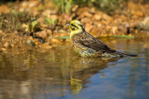 Emberiza Citrinella, Yellowhammer, Yellowhammer, Bath, Bird Bath, Birds, Male, Mirror, Male,