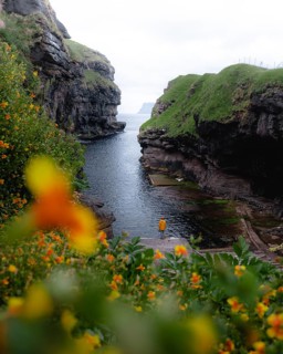 Person in a gorge near Gjogv with flowers, Faroe Islands