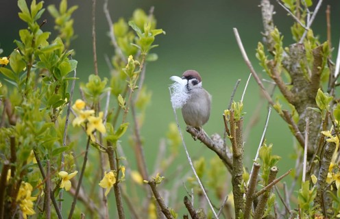 Sparrow, sparrow, (Passeridae) with nesting material in beak, Schleswig-Holstein, Germany