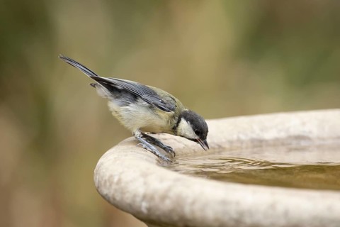 Great tit (Parus major) adult bird drinking water from a garden bird bath, Suffolk, England, United