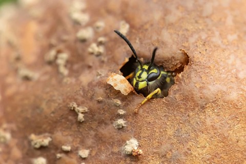 Common wasp (Vespula vulgaris) adult insect emerging from a hole in a fallen pear fruit in a garden