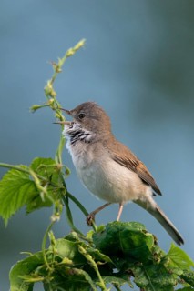 Warbler, Sylvia Communis, Whitethroat, Birds, Song, High Size, Portrait Format, Passeri, Singing,
