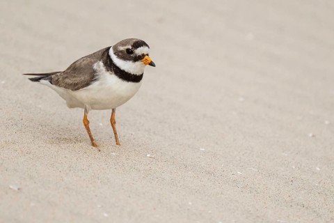 Ringed Plover (Charadrius hiaticula), male, beach, Houvig, North Sea, Denmark