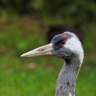 European crane (Grus grus), animal portrait, Lower Saxony, Germany