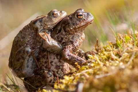 Bufo bufo, common toad, toad, amphibians, amphibians, amphibian migration, female, spawning