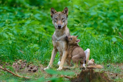 A wolf with a cub in a green forest, a scene of togetherness in nature, summer, wolf (Canis lupus),