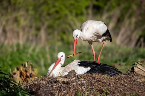 White storks at the nest (Ciconia ciconia), Germany
