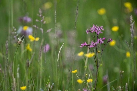 Cuckoo flower (Lychnis flos-cuculi), Emsland, Lower Saxony, Germany