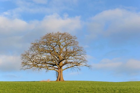 Oak (Quercus), a bare, gnarled solitary tree in the morning light, a blue, cloudy sky, North