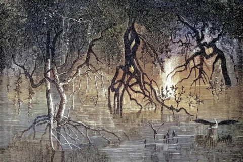 A dense mangrove vegetation, mangrove swamp, with the characteristic, widely branched stilt roots
