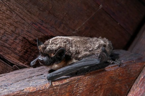 Leather-winged bat, parti-coloured bat, vespertilio murinus, bicolor bat, chiroptera, bats,