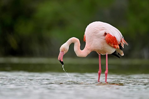 Pink flamingo (Phoenicopterus roseus), standing in the water whilst drinking, Camargue Regional