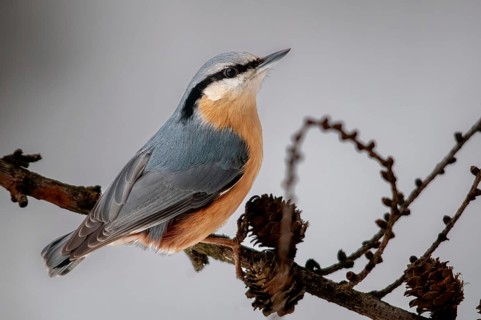 Nuthatch, Sitta Europaea, Birds, Passeri, Songbirds, Birds, Winter