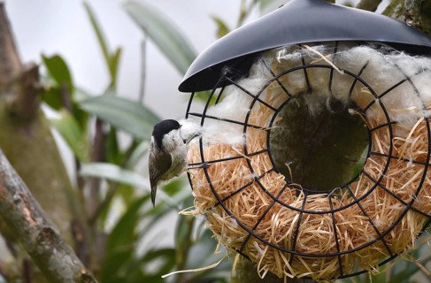 Marsh tit (Poecile palustris) collecting nesting material for nest building, Schleswig-Holstein,