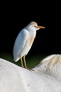 Cattle egret (Bubulcus ibis), standing on the back of a Camargue horse, Camargue, southern France,