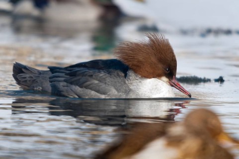 Goosander, goose säger, mergus merganser, anatidae, birds, duckbirds, female, sawyer, birds,