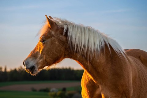 Horse, Haflinger, gelding, portrait, evening sun