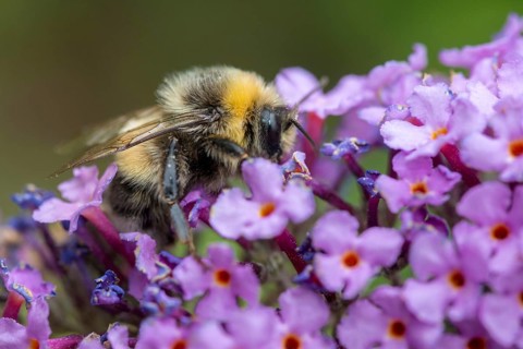 Apidae, bees, bombus lucorum, hymenoptera, insects, male, white-tailed bumblebee, hymenoptera,