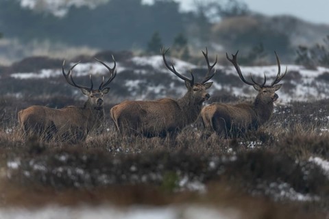 Attentively eyed red deer (Cervus elaphus) in winter heath landscape, winter, cold, snow, deer
