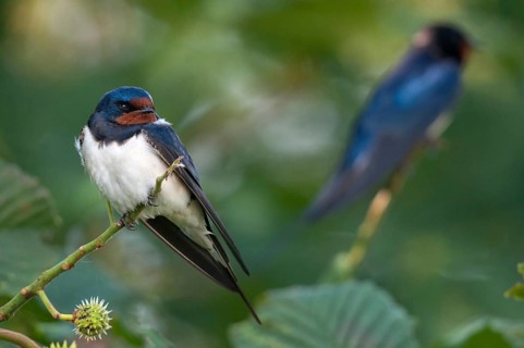 Hirundo rustica, house martin, swallow, birds, passeri, swallows, songbirds, songbirds, birds