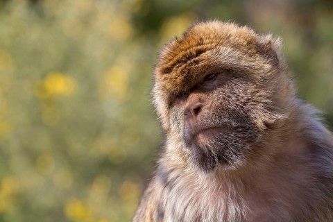 Barbary macaque (Macaca sylvanus), also known as the magot, Gibraltar