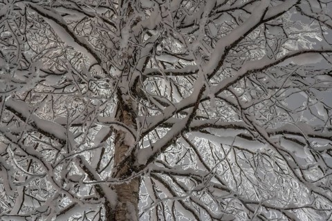 Snowy birch, Gällivare, Norrbotten, Lapland, Sweden, December 2023