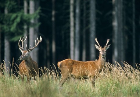 Artiodactyla, Cervus Elaphus, even-toed ungulate, cloven-hoofed, red deer, red deer, deer,