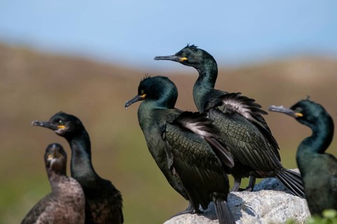 Common Shag, European Shag, Gulosus Aristotelis, Crow Shard, Norway, Phalacrocorax Aristotelis,
