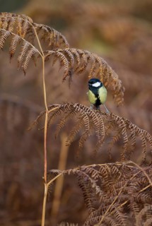 Great tit (Parus major) adult garden bird on a Bracken leaf in winter, England, United Kingdom