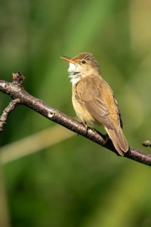 Acrocephalus scirpaceus, reed warbler, birds, high size, portrait format, passeri, songbirds,