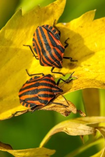 Graphosoma italicum, minstrel bug, striped bug, leaf bugs, high size, portrait format, insects,