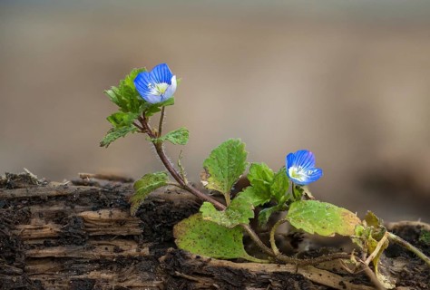Brownroot, Persian speedwell, Persian honorary prize, plantaginaceae, scrophulariaceae, Veronica