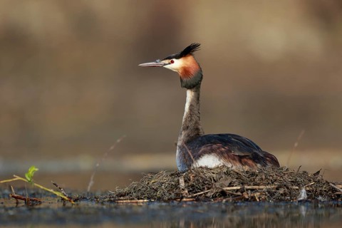 Great Crested Grebe (Podiceps cristatus) on nest, North Rhine-Westphalia, Germany