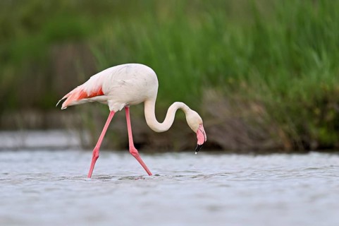 A greater flamingo (Phoenicopterus roseus), standing in the water, Camargue Regional Nature Park,