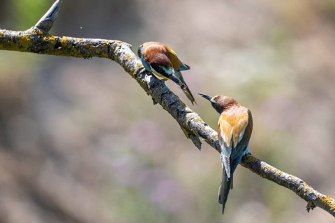 Bee-eater (Merops apiaster), Rhineland-Palatinate, Germany