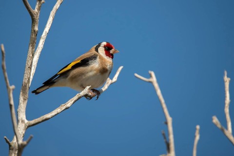 Carduelis Carduelis, Goldfinch, Granelli, Italy, Pantani Cuba and Longarini, Goldfinch, Migratory