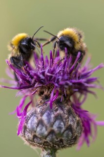 Apidae, bees, bombus hortorum, garden bumble bee, hymenoptera, garden bumblebee, high size,