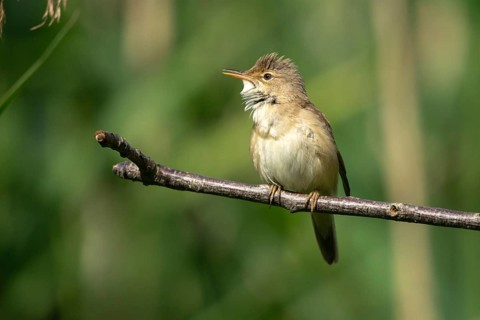 Acrocephalus scirpaceus, reed warbler, birds, passeri, songbirds, songbirds, birds, warblers