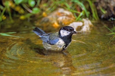 Great tit, great tit, parus major, bath, bird bath, birds, garden, tits, passeri, songbirds, tits,