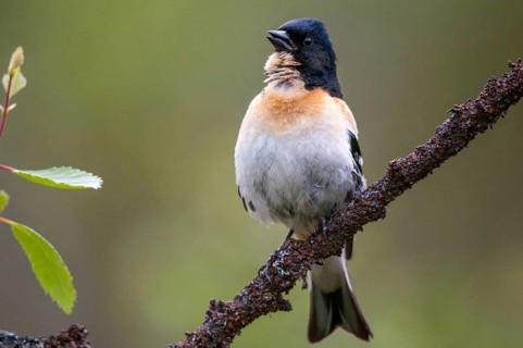 Mountain finch, Brambling, Finland, Fringilla Montifringilla, Birds, Song, Male, Passeri, Singing,